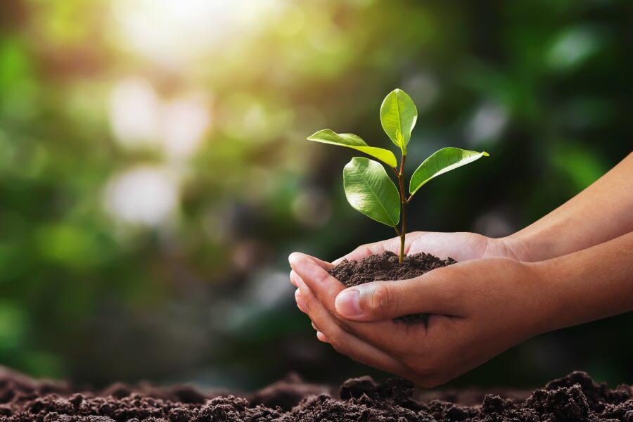 licenciamento ambiental plantio